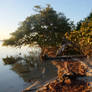 Driftwood+Mangroves