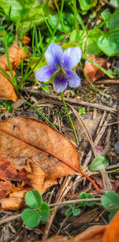 Wild Violet