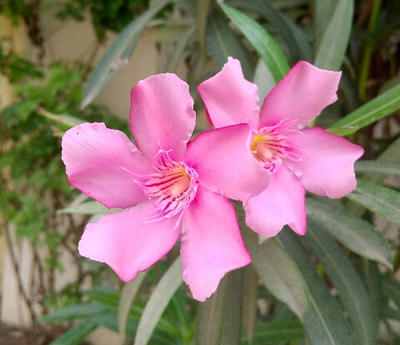 2d Desert Roses Desert Roses by shutterkittyy on DeviantArt
