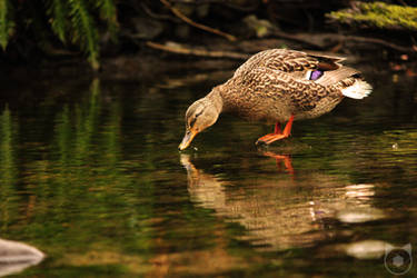 Reflection