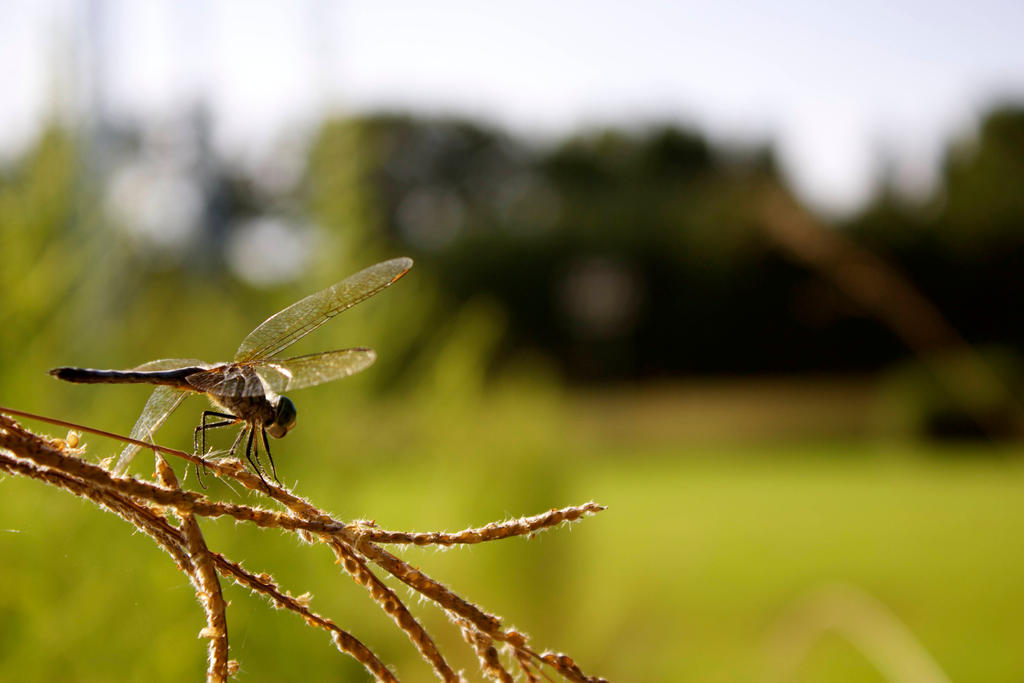 Dragonfly.