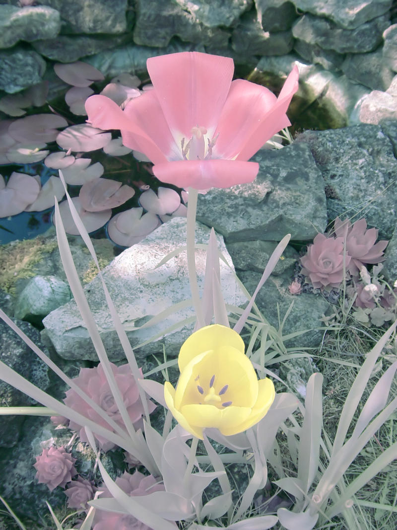 IR Flowers