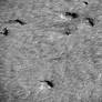 Birdfeet