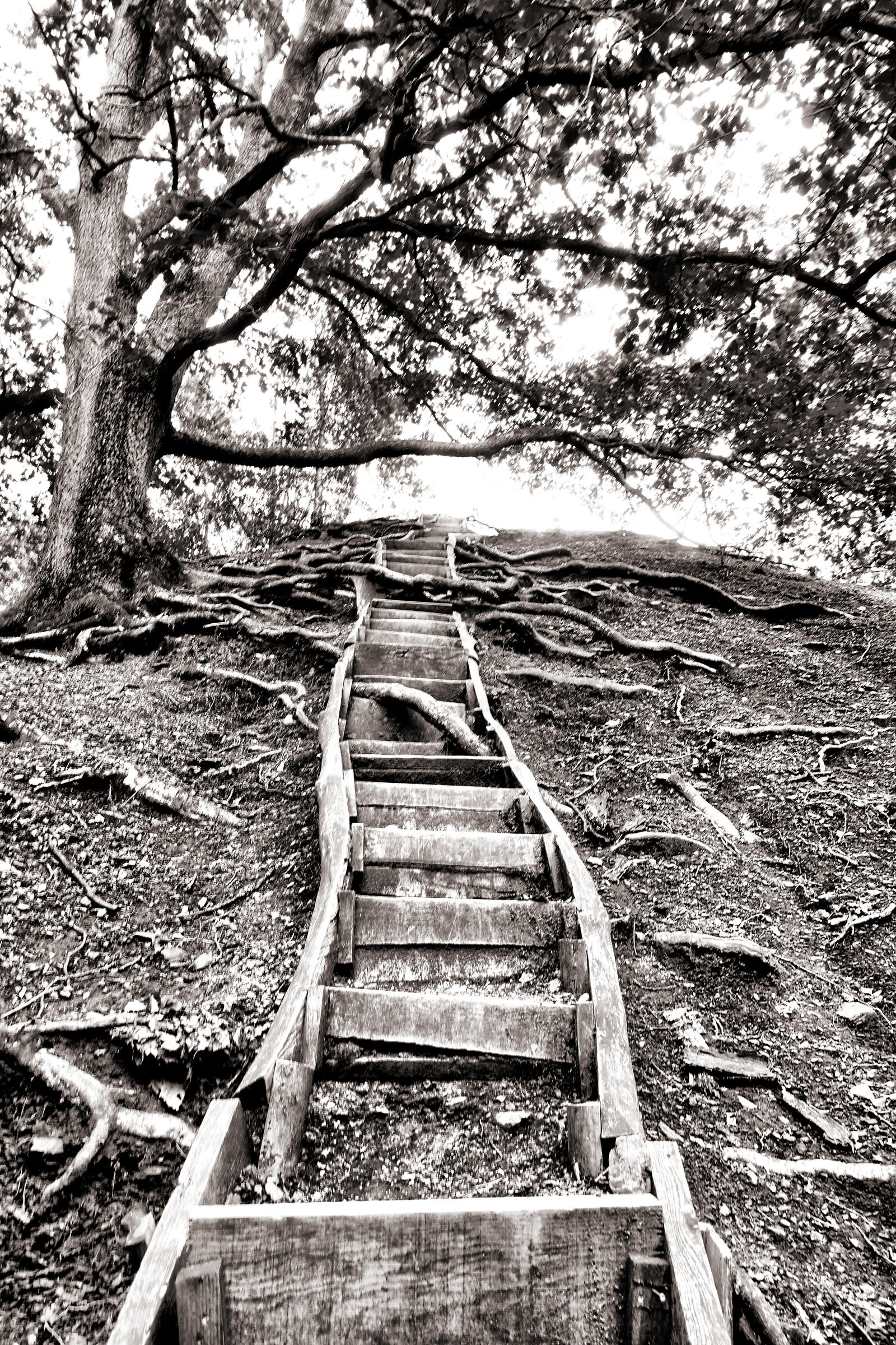 Saarbruecken jungle tour