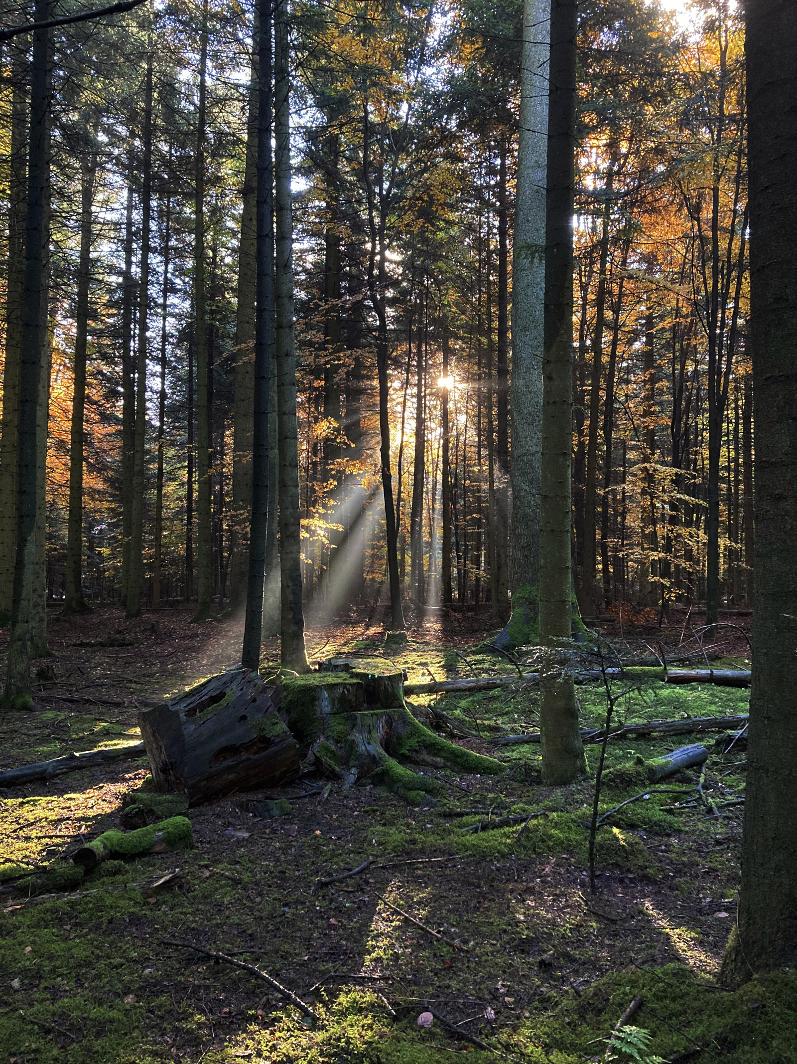 Sunrise Forest