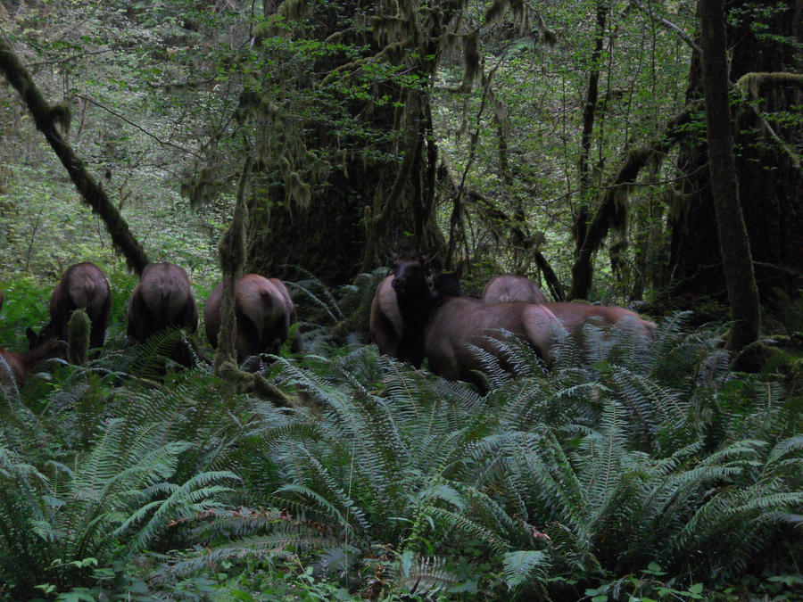 Washington Trip: Hoh Rainforest 6