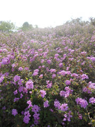 Bus-stop flower field