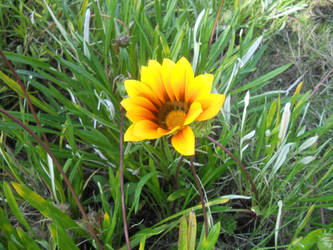 A yellow flower