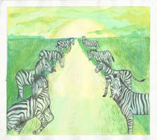 Zebras (1 of 4)