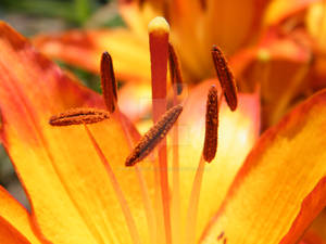 Stamen and Pistil