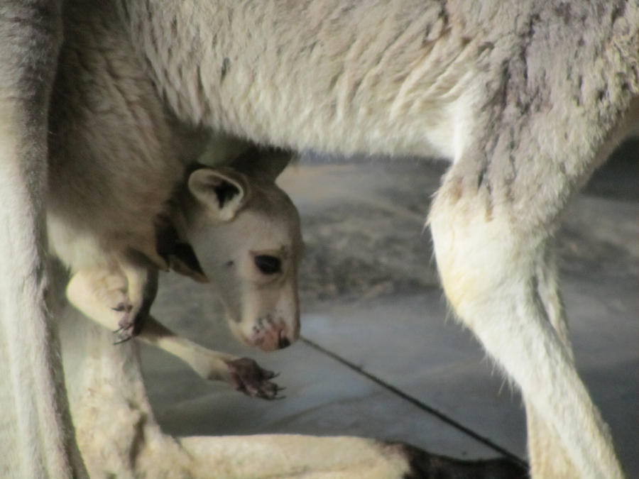 Australia Zoo: Baby Joey