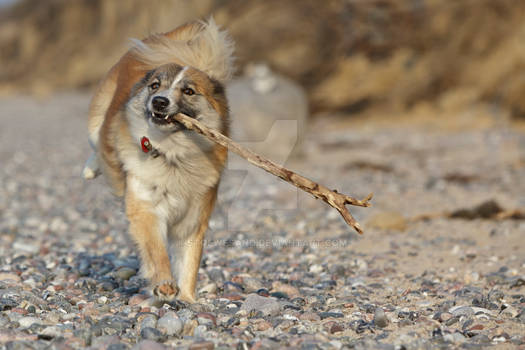 Iceland Dog