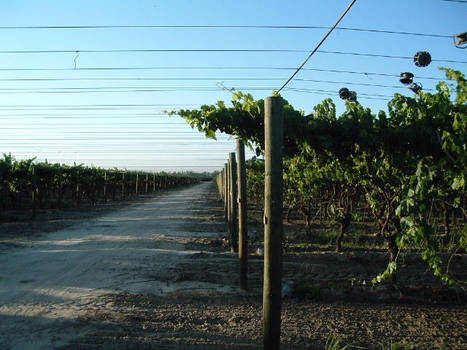 sunset and vines