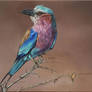 Lilac-breasted Roller