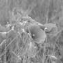 Flowers in Black and White