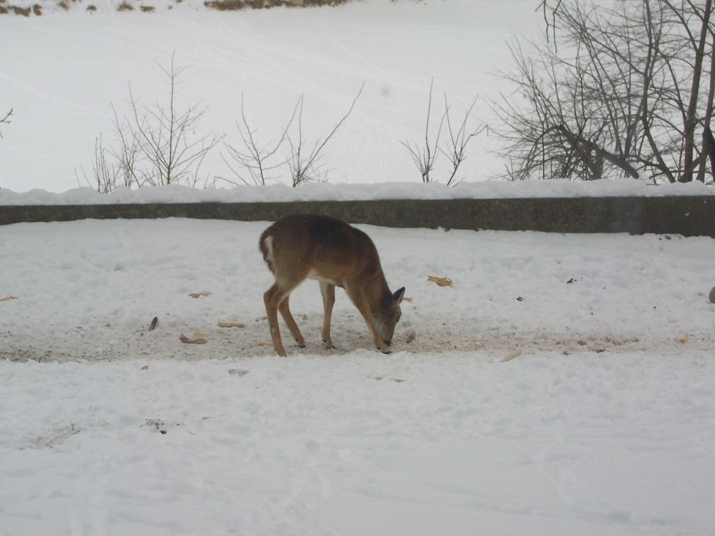 Deer Eating!