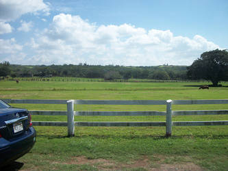 Hawaiian Horse Ranch