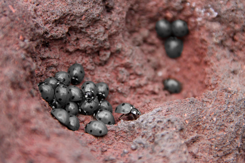 silver ladybugs by Cuacqu on DeviantArt