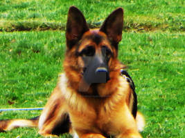 German Shepherd-4