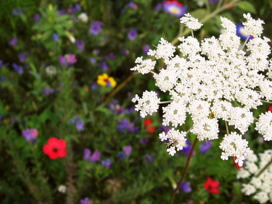 Wildflowers VII