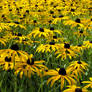 Black-Eyed Susans