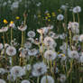 Sea of Dandelions