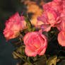 Sunrise Roses