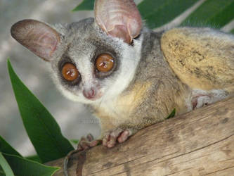 Georgie the bushbaby