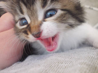 Blue eyed tiger