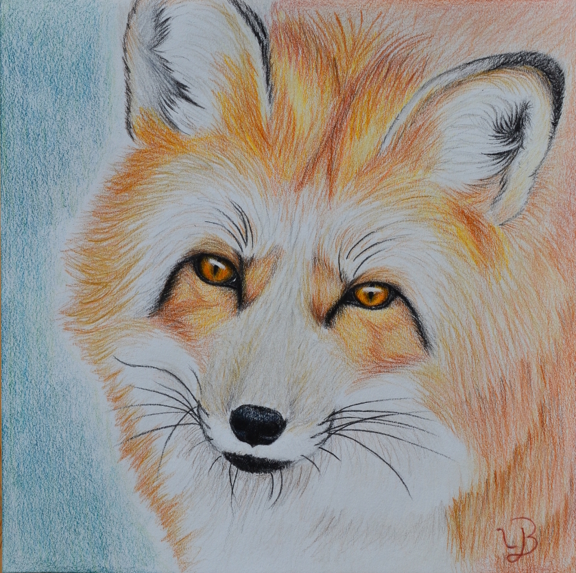 Fox Drawing