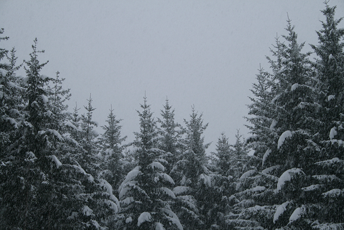 Snow Forest