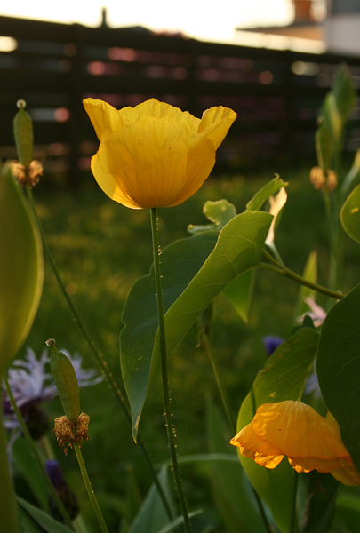 Summer flower