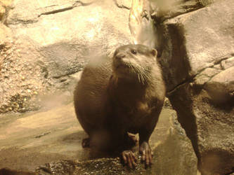 Otter