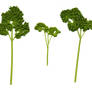 Parsley trees