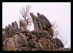 magpie in wild rocks