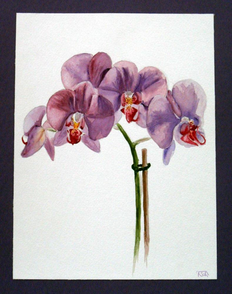 Violet Orchid