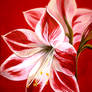 Amaryllis