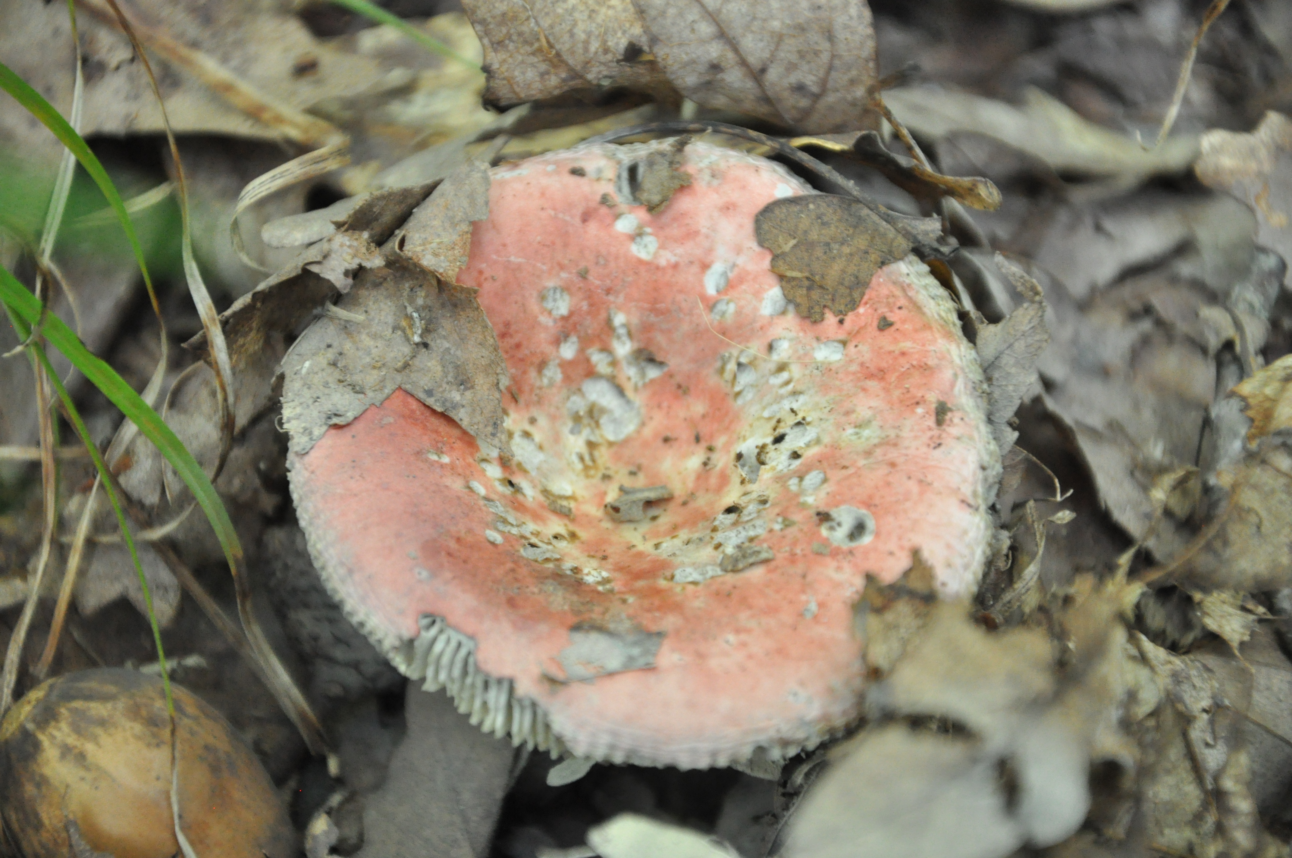 Spotted fungi