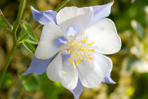 Bell Flower Up Close