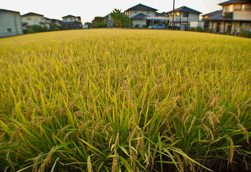 Fields of Rice