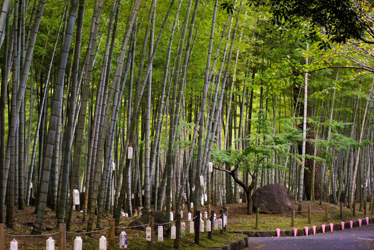 Bamboo Forest