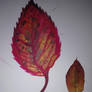 Can You Paint With All the Colours of the Leaves?