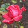 Rose of Autumn II