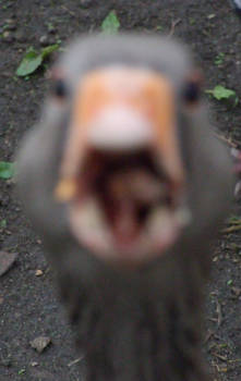 FEEDME