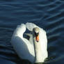 Swanee Swan