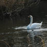 Swan Stretch I