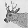 Red Deer Yearling