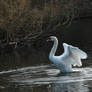 Swan Stretch X