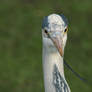 Heron from the Front