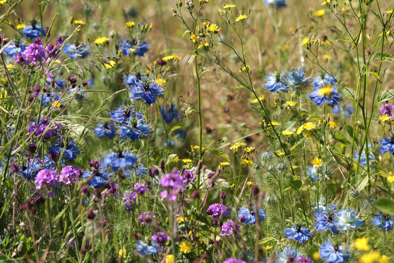 Wildflower Patch by Sohember on DeviantArt